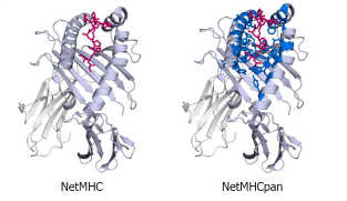 NetMHC,生信分析建模